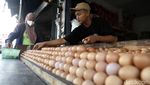 Memantau Harga Telur Ayam yang Terus Meroket