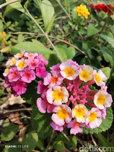 Hasil foto Xiaomi 12 Lite
