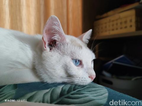 Hasil foto Xiaomi 12 Lite