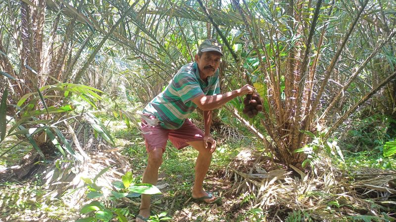 I Nengah Putu Murtika, saat ditemui di kebunnya di Banjar Dinas Karanganyar, Desa Sibetan, Kecamatan Uangdem, Karangasem, Bali, Minggu (21/8/2022).