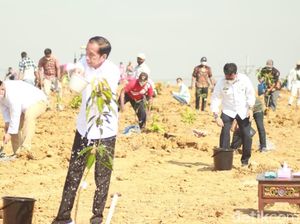 Jokowi Resmikan Food Estate-Berharap Gresik Bisa Ekspor Mangga 3 Tahun Lagi