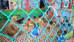 Tantangan Guru Paud Ajar Anak-anak di Pulau Terluar