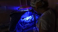 Bayi mendapatkan perawatan intensif setelah lahir. Dr. Tetiana Myroshnychenko, menjadi satu-satunya ahli neonatologi yang tersisa di Donetsk, bahkan ia sekarang tinggal di rumah sakit. Ia menjelaskan bahwa ia tidak bisa meninggalkan rumah sakit walaupun sirene serang udara berbunyi karena bayi-bayi di bangsal inkubasi. 