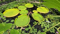 Lanjut, ada Kew Gardens di London, Inggris, yang berisikan sejumlah teratai raksasa.