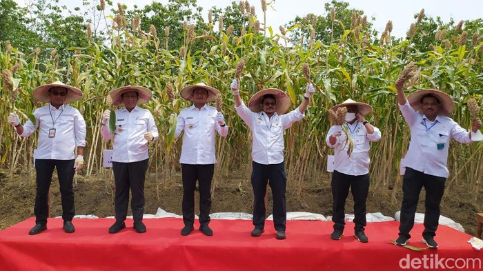 mentan panen sorgum
