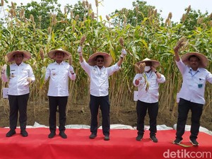 Panen Raya, Mentan Sebut Sorgum Bisa Lawan Impor Gandum