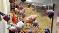 Ada sebuah instalasi yang menunjukkan berbagai jenis kentang di dunia. Mulai dari yang normal berwarna cokelat hingga berwarna-warni dengan ukuran yang besar-besar. Foto: Frietmuseum