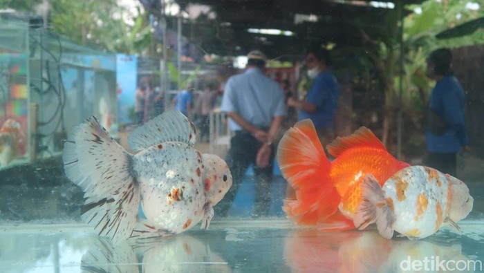Bantul Ikan Hias Festival 2022 di Pedukuhan Kadisoro, Kalurahan Gilangharjo, Kapanewon Pandak, Kabupaten Bantul, Selasa (23/8/2022).