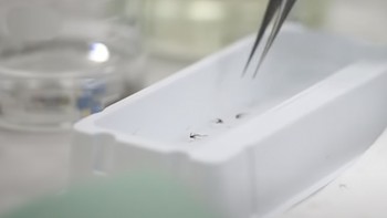 Nyamuk yang sudah terkena bakteri Wolbachia dilepas ke alam agar kawin dengan nyamuk Aedes aegypti, sehingga nyamuk dengan bakteri Wolbachia ini terus tersebar makin luas dan akhirnya menurunkan wabah demam berdarah. Foto: Blog Bill Gates