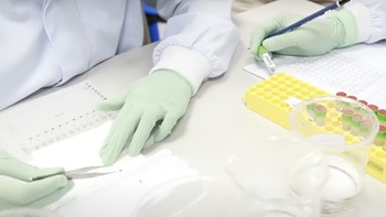 Nyamuk yang diberikan bakteri Wolbachia akan kehilangan kemampuan mereka menularkan penyakit seperti demam berdarah, zika dan chikungunya. Foto: Blog Bill Gates