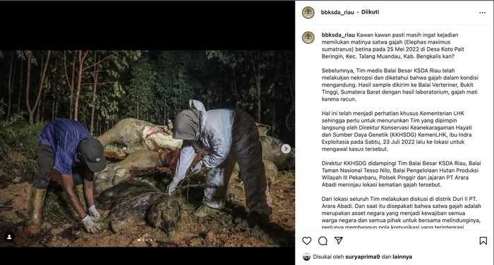 Gajah mati karena racun di Riau
