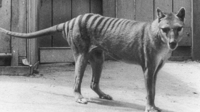 Ilmuwan akan coba bangkitkan harimau Tasmania dari kepunahan