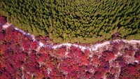 Pemandangan selanjutnya terbilang unik saat momen musim gugur. Foto drone memperlihatkan deretan pepohonan pinus hijau dan pepohonan merah di Gunung Xiezi, China. Foto dua warna ini diambil pada 27 Oktober 2021.