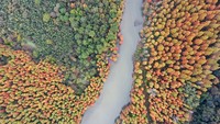Lanskap pertama ada suasana musim gugur di Taman Hutan Nasional Taizishan, Jingmen, China. Jejeran pohon metasquoia berwarna kuning-oranye terlihat sangat mempesona. Foto ini diambil pada 20 November 2020.