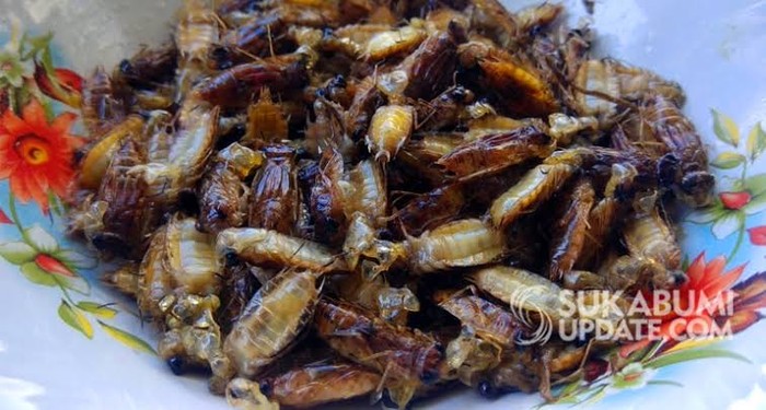Kuliner ekstrem dari serangga