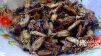 Di Sukabumi, Jawa Barat ternyata juga bisa ditemui kuliner ekstrem dari serangga. Berasal dari anak capung atau biasa disebut getok. Oleh warga Sukabumi, anak capung ini digoreng hingga kering. Foto: Sukabumi_update