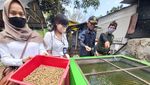 Melihat Budidaya Maggot di Sukamiskin Bandung