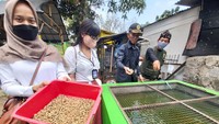 Maggot ini selain dapat mengolah sampah organik, juga bernilai gizi tinggi dan dapat dijadikan sebagai pakan ternak.