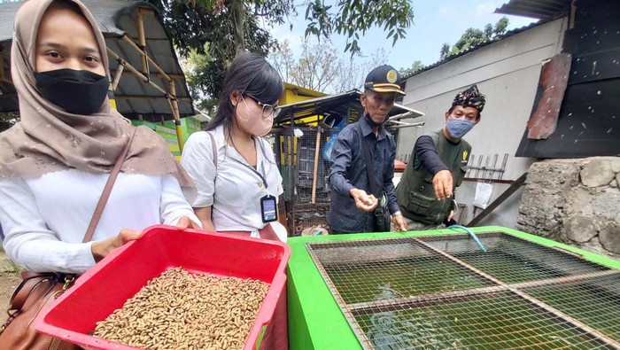 Melihat Budidaya Maggot di Sukamiskin Bandung Pengelolaan sampah organik dengan metode budidaya Black Soldier Fly atau maggot dilakuan di RW 17 Kelurahan Sukamiskin, Bandung. Maggot ini bernilai gizi tinggi.