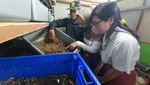 Melihat Budidaya Maggot di Sukamiskin Bandung