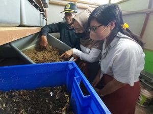 Melihat Budidaya Maggot di Sukamiskin Bandung