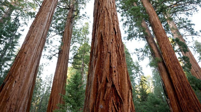 SEQUOIA NATIONAL PARK, CALIFORNIA - AUGUST 22: The Sentinel tree (C), a giant sequoia tree, stands at 2,200 years old and 257-feet high, on August 22, 2022 in Sequoia National Park, California. According to the Forest Service, wildfires have destroyed nearly 20 percent of all giant sequoia trees in the past two years amid ongoing drought, increased temperatures and fuel buildup. The massive trees can live for over 3,000 years and average between 180 to 250 feet in height. The Forest Service has begun emergency action to reduce fuels near unburned giant sequoia groves in the adjacent Sequoia National Forest to mitigate wildfire risks. (Photo by Mario Tama/Getty Images)