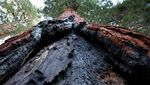 Duh, Pohon Berumur Ribuan Tahun Terancam Punah Gegara Kebakaran Hutan