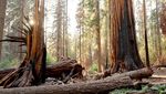 Duh, Pohon Berumur Ribuan Tahun Terancam Punah Gegara Kebakaran Hutan