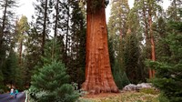 Redwood ini terlihat besar dibandingkan pohon lain yang lebih kecil di kiri dan kanannya. Menurut Dinas Kehutanan, kebakaran hutan telah menghancurkan hampir 20 persen dari semua pohon sequoia raksasa selama dua tahun terakhir di tengah kekeringan yang sedang berlangsung.