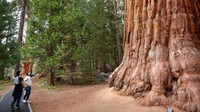 Pengunjung berjalan melewati pohon sequoia di Taman Nasional Sequoia, California, AS, Senin (22/8/2022) .