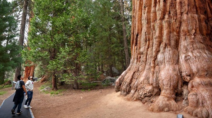 SEQUOIA NATIONAL PARK, CALIFORNIA - AUGUST 22: The Sentinel tree (C), a giant sequoia tree, stands at 2,200 years old and 257-feet high, on August 22, 2022 in Sequoia National Park, California. According to the Forest Service, wildfires have destroyed nearly 20 percent of all giant sequoia trees in the past two years amid ongoing drought, increased temperatures and fuel buildup. The massive trees can live for over 3,000 years and average between 180 to 250 feet in height. The Forest Service has begun emergency action to reduce fuels near unburned giant sequoia groves in the adjacent Sequoia National Forest to mitigate wildfire risks. (Photo by Mario Tama/Getty Images)