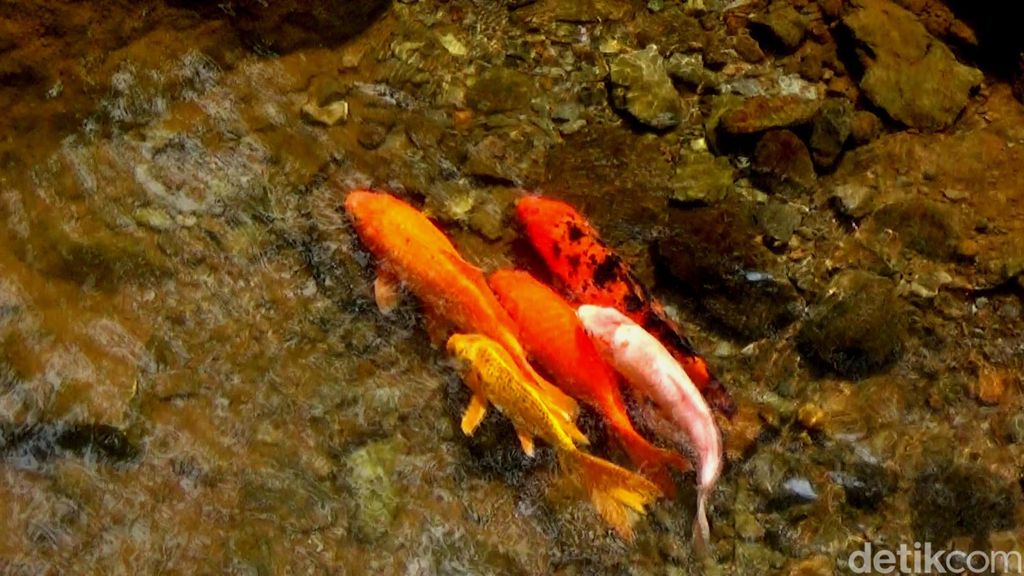 Menyantap olahan ikan di atas sungai di Banjarnegara, Senin (23/8/2022).