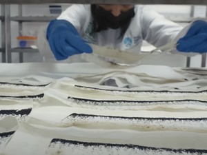 Nyamuk Wolbachia Teruji Efektif di Sleman, Turunkan Kasus DBD