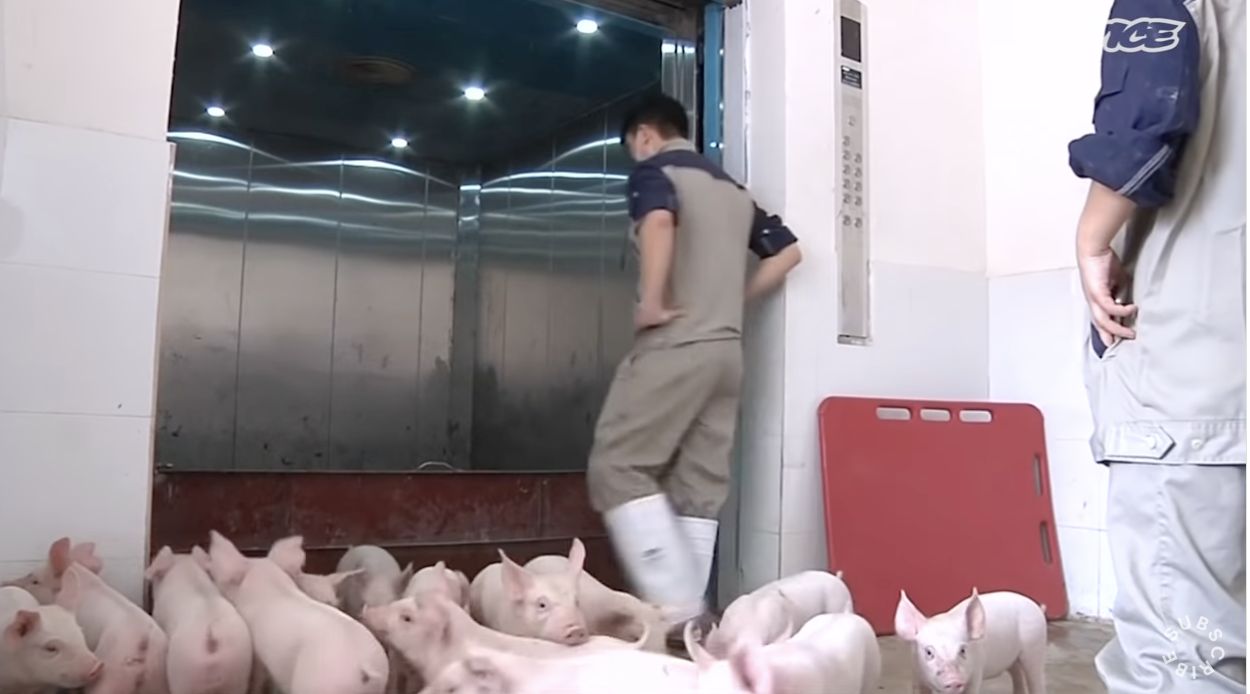 'Pig Hotels', Peternakan Babi Modern Layaknya Hotel Dibuka di China