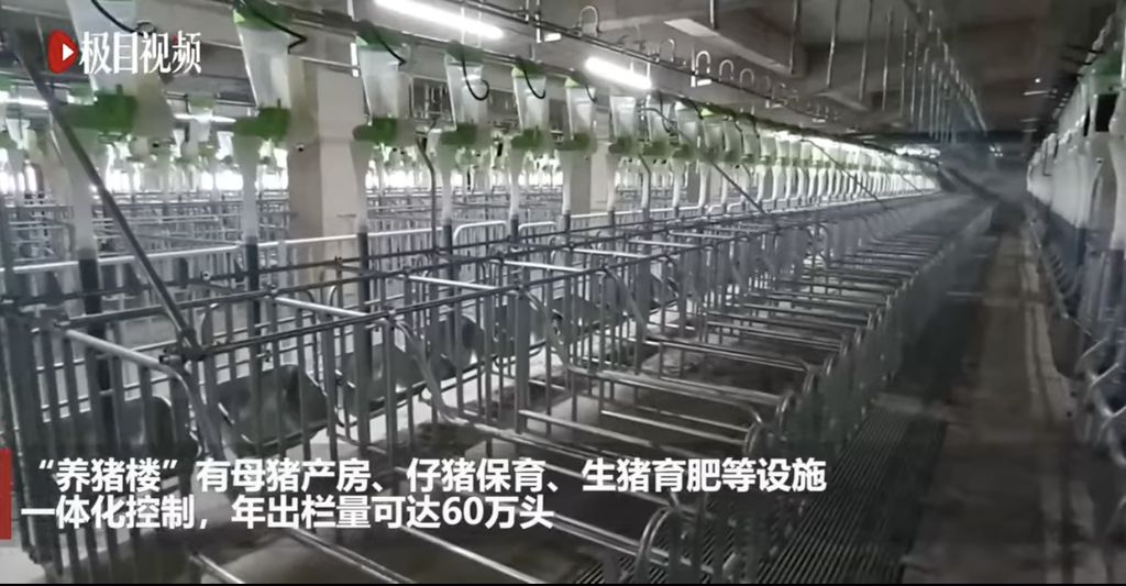 'Pig Hotels', Peternakan Babi Modern Layaknya Hotel Dibuka di China