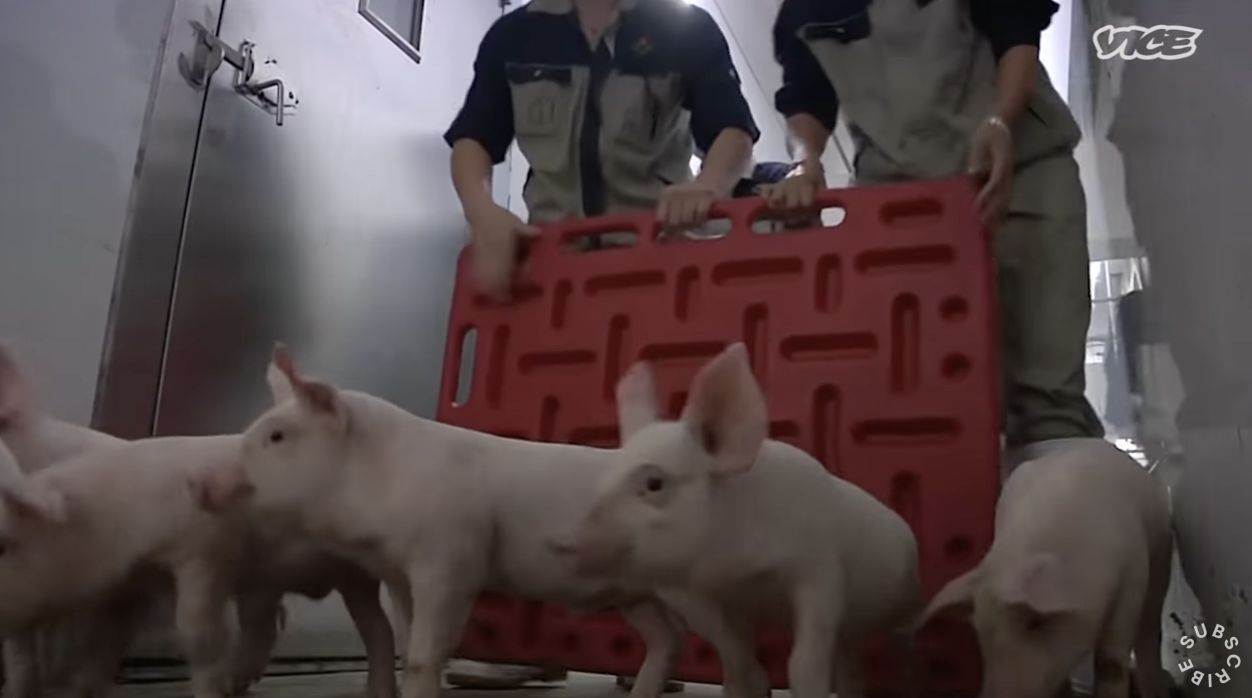 'Pig Hotels', Peternakan Babi Modern Layaknya Hotel Dibuka di China