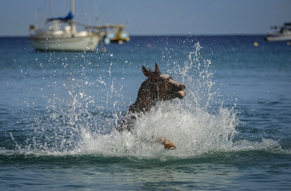 Kuda-kuda tersebut berasal dari Garrison Savannah Racetrack yang tiap harinya berjalan ke Laut Karibia untuk berenang dan mandi.