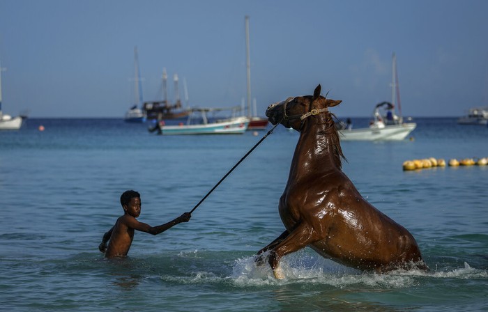 Potret Turis Renang Bareng Kuda di Laut Karibia Barbados Tourists watch handlers swim with a horses from the Garrison Savannah Racetrack that are taken daily for a swim in the Caribbean Sea near Bridgetown, Barbados, Monday, Aug. 22, 2022. (AP Photo/Ramon Espinosa)