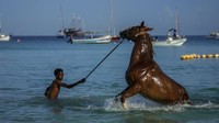Seorang pemilik mengajak kudanya bermain air di Laut Karibia.