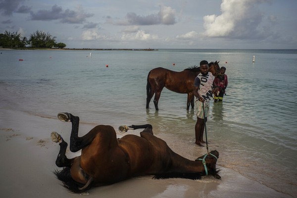 Para pemilik kuda tersebut mengajak main di tepi pantai sekaligus menjadikan kudanya sebagai pusat perhatian para turis yang datang ke Karibia. Para pemilik kuda tersebut mengajak main di tepi pantai sekaligus menjadikan kudanya sebagai pusat perhatian para turis yang datang ke Karibia.