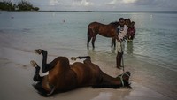 Para pemilik kuda tersebut mengajak main di tepi pantai sekaligus menjadikan kudanya sebagai pusat perhatian para turis yang datang ke Karibia.