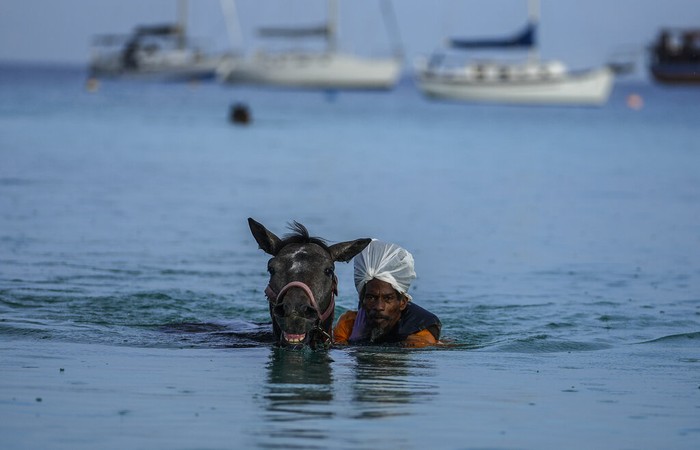 Potret Turis Renang Bareng Kuda di Laut Karibia Barbados Tourists watch handlers swim with a horses from the Garrison Savannah Racetrack that are taken daily for a swim in the Caribbean Sea near Bridgetown, Barbados, Monday, Aug. 22, 2022. (AP Photo/Ramon Espinosa)