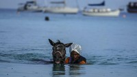 Pemilik kuda berenang bersama kudanya di Laut Karibia dekat Bridgetown, Barbados, Senin (22/8/2022).