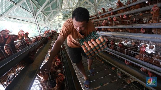 Rizal Ansori mengambil telur di kandang ayam miliknya di jalan Betet 1, Pengasinan, Kec. Gn. Sindur, Kabupaten Bogor, Jawa Barat, Selasa (23/8/2022). Harga telur ayam ras tengah bergerak naik lagi, bahkan kini di Jakarta sudah tembus Rp33.000 per kg. (CNBC Indonesia/Andrean Kristianto)