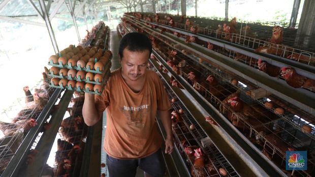 Rizal Ansori mengambil telur di kandang ayam miliknya di jalan Betet 1, Pengasinan, Kec. Gn. Sindur, Kabupaten Bogor, Jawa Barat, Selasa (23/8/2022). Harga telur ayam ras tengah bergerak naik lagi, bahkan kini di Jakarta sudah tembus Rp33.000 per kg. (CNBC Indonesia/Andrean Kristianto)