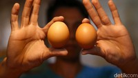 Foto close up telur ayam yang harganya terus merangkak naik. Sejumlah alasan membuat harga telur tak terbendung. 