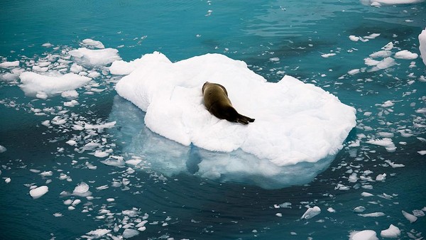 Hewan-hewan yang hidup di lingkungan ekstrem ini diantaranya, penguin dan anjing laut.