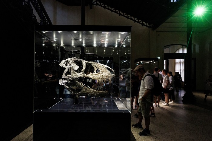 Visitors look at the skull of Tyrannosaurus Rex Tristan Otto, one of the most complete specimens worldwide, during the exhibition Dinosaurs! Age of the Giant Lizards at the Museum for Nature in Berlin, Germany August 23, 2022. REUTERS/Lisi Niesner