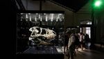 Begini Besarnya Tengkorak Kepala T-Rex, Ganas dan Buas