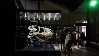 Pengunjung antusias melihat berbagai artefak zaman dinosaurus yang dipamerkan di sini. 